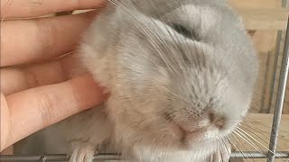 【縦動画】チンチラをモフモフできる動画　Sweet Chichillas