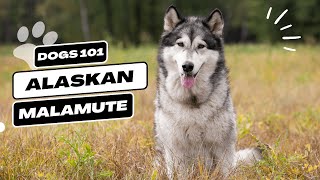 Alaskan Malamute | Description, Temperament, & Facts