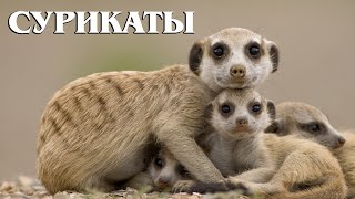 Meerkats: Guardians of the Kalahari | Interesting facts about meerkats