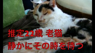 【猫記録536】お迎えを待つ老猫