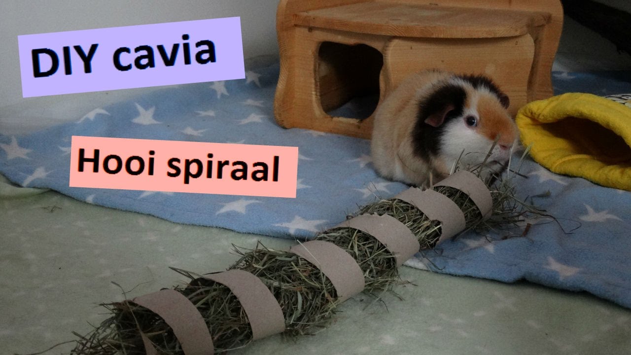 Verrassend DIY Cavia: Hooi spiraal - YouTube ZE-76