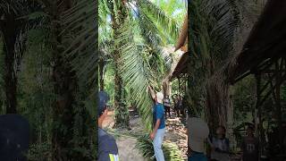 panen sawit deket esbes harus extra hati hati #panen #getah #petani