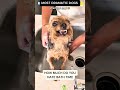 Why are USA 🇺🇲 Dogs so Dramatic? Dog grooming ASMR