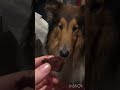My dog wants brownies! 😂 #shorts #funny #dog #dogs #funnydogs # #pets #funnyanimals #cute #collie
