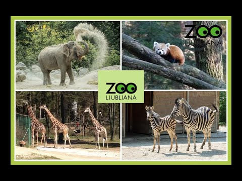 Vídeo: Zoo em Ljubljana