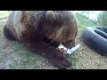 Медведь Мансур лакомится куриными яйцами