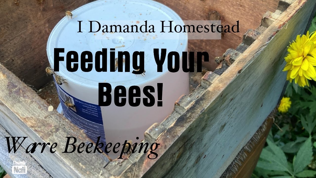 Feeding your Warre Hive; How and How Much!