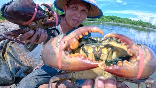 Amazing... !!! Traditional Fishermen Hunt Big Crabs With Their Bare Hands During Low Water
