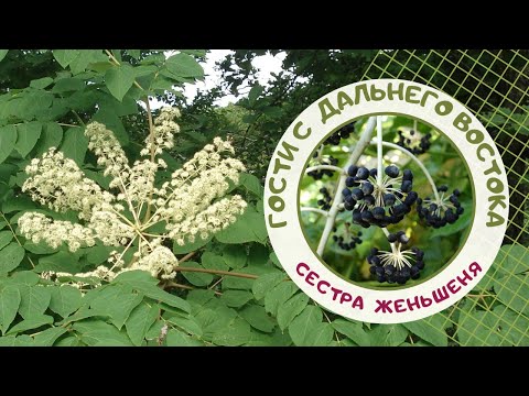 Video: Aralia Iz Manchuja - Dekoracija Vrta In Odličen Zdravilec