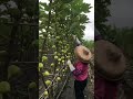 Fig Farming Techniques Cut Off The Leaves To Let In Of The Sun Satisfying Short 