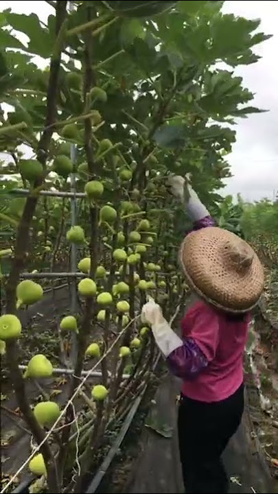 Teknik Budidaya Buah Ara Potong Daunnya Agar Sinar Matahari Masuk 🌞 #memuaskan #pendek