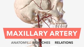 Maxillary Artery  Anatomy, Branches & Relations + Mnemonic