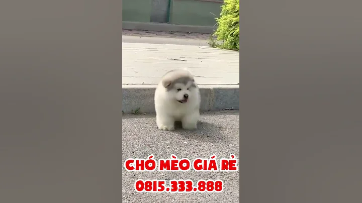 Ai hốt em nó về không ạ ? Em để cho giá rẻ nè !! free ship | 0815333888 CHÓ MÈO CẢNH GIÁ RẺ #Shorts