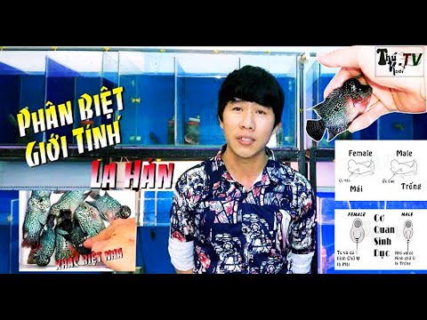 Video: Cách Phân Biệt Giới Tính Của Sa Giông