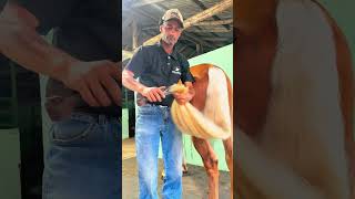 #asmr #farrier #hoofcare #satisfying #hooftrimming #hoofcleaning #hoofpicking #hoofgp #cowhoof