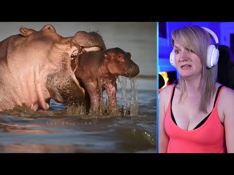 14 Ruthless Moments When Baby Animals Were Attacked And Eaten Part 2 | Pets House