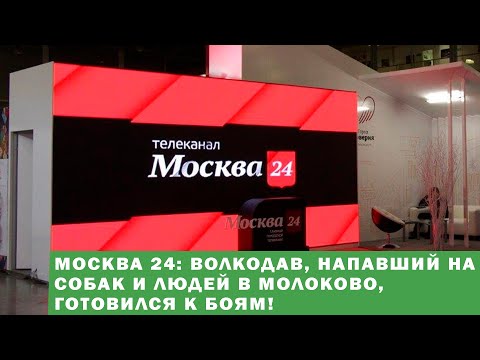 МОСКВА 24: ВОЛКОДАВ, НАПАВШИЙ НА СОБАК И ЛЮДЕЙ В МОЛОКОВО, ГОТОВИЛСЯ К БОЯМ!