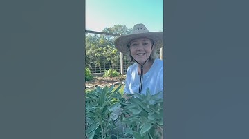 Harvesting herbs & their benefits #herbgarden #garden #gardening #growyourownfood