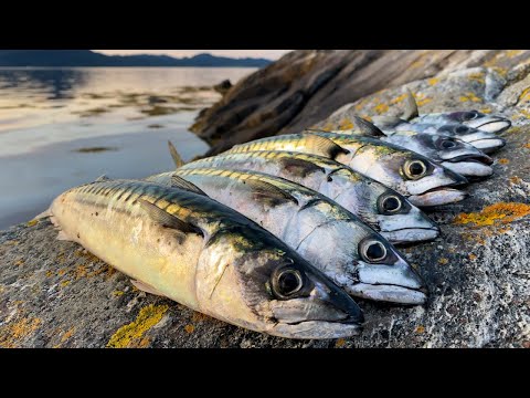 Как ловить СКУМБРИЮ в Норвегии с берега?! Ловля скумбрии от А до Я
