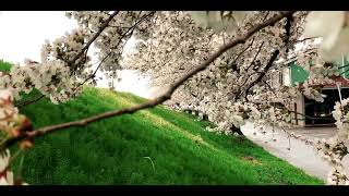 Download Lagu Cherry blossom japan with river flows in you-yiruma