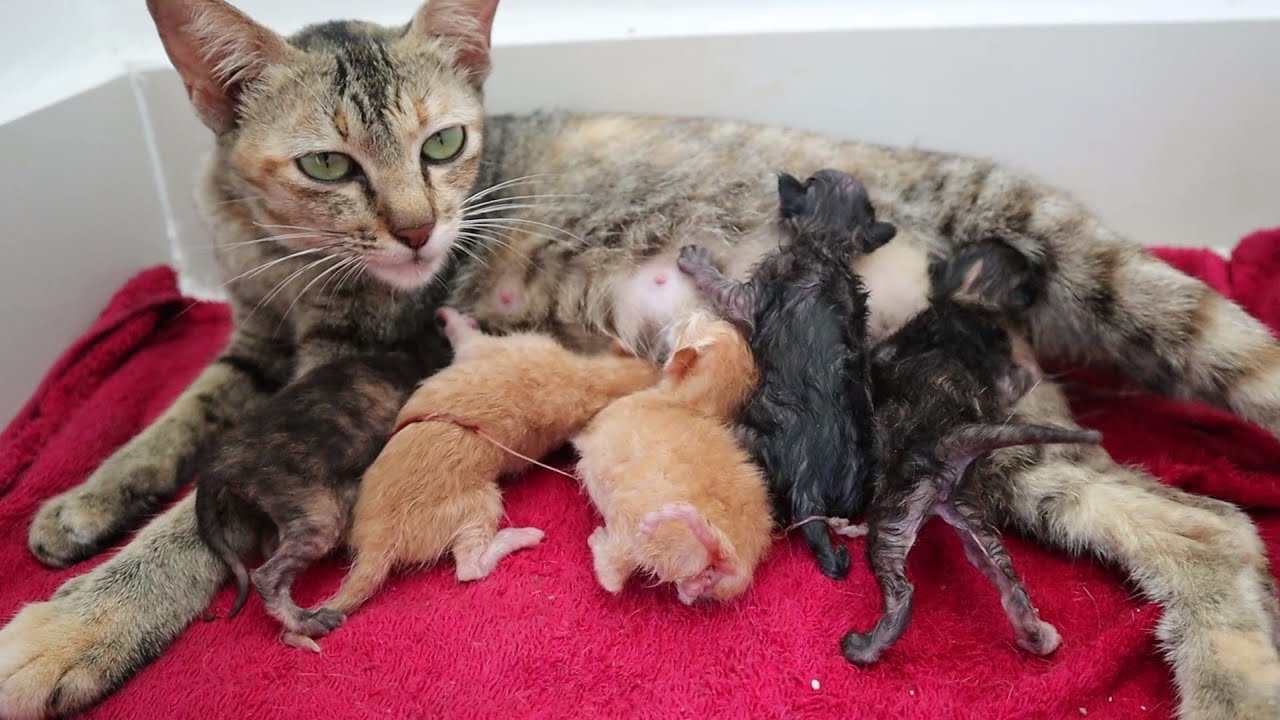 Wow Mom Cat Giving Birth to 5 Kittens With Complete Different Color