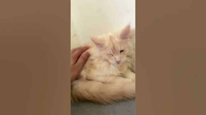 Watch the video about 2months old kittens #cat #cats #fyp #funny #short #shorts #silver #mainecoon #mco #maine #tabbycat