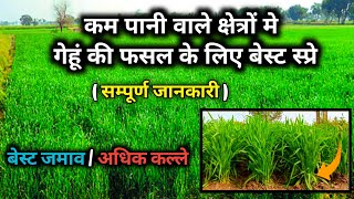 गेहूं की फसल में पहले स्प्रे की सम्पूर्ण जानकारी?||agriculture farming gehu