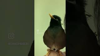 Talking Mynah bird 🦅