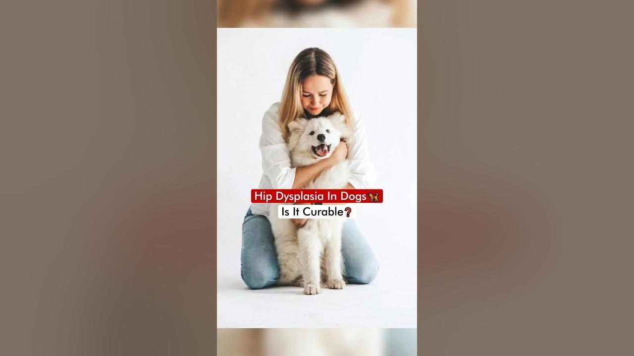 Is Hip Dysplasia Curable In Puppies