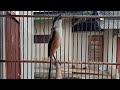 Pancingan Cendet Macet Bunyi Pancingan Cendet Isian Kolibri Ninja Kenari Lovebird Mp3 - Mp4 Download