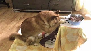 Dogs PRAYING For Food - Cute Pets Videos