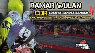 Download lagu CIAMIKK ‼️ DAMAR WULAN LOSNYA TANDES BANGET | MERPATI KOLONG | MERPATI LOVERS