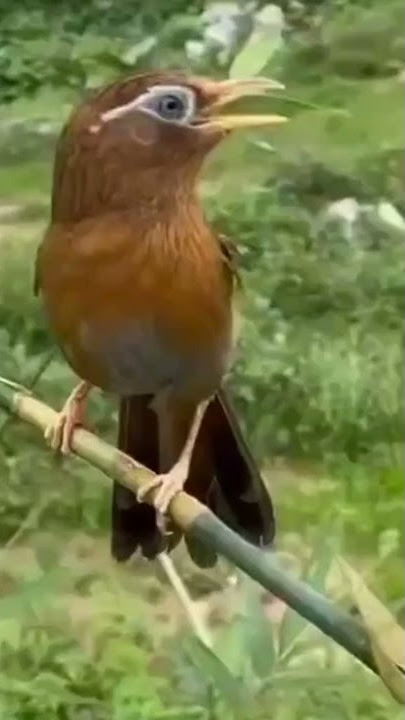 BURUNG WAMBI GACOR DI ALAM BEBAS🐦