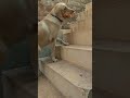 காரச்சேவு வேணுமா #shortvideo #alagi #labrador #funny #comedy #viral #viralvideo #cute