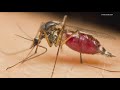 Mosquitoes Carrying West Nile Virus Detected In Oregon Mosquitoes Carrying West Nile Virus Detected In Oregon