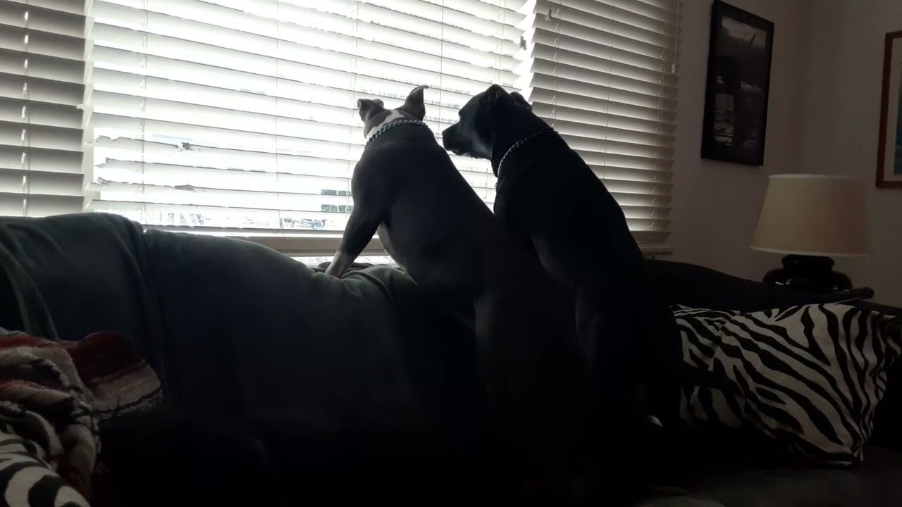 Gypsy n Raine on security duty, ❤️🐾 Photo bombed 