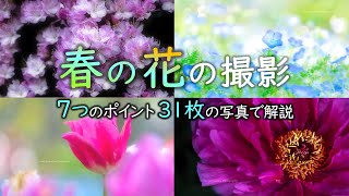 【春の花撮影】7つのポイントを写真31枚で解説📷簡単に上手に撮る秘訣つつじ チューリップ 牡丹 ネモフィラ【一眼カメラ･写真撮影講座 シーン別ロケ撮影編】初心者向けテクニック