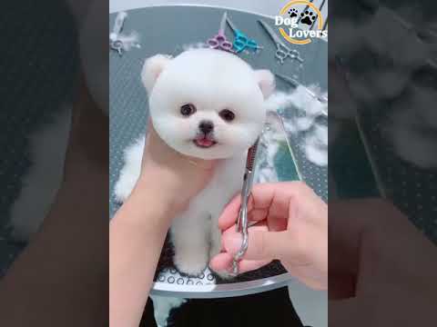 Sevimli pomeranian boo - Tatlı yavru köpekler - Köpek Videoları