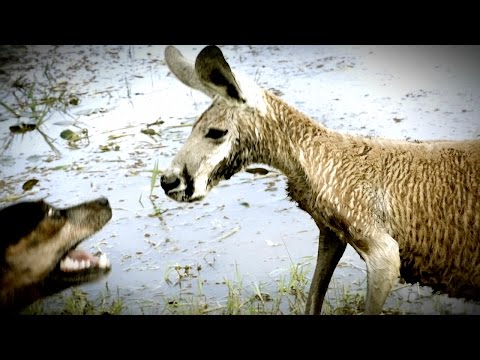 Kangaroo Tries to Drown Dog and Attacks The Owner