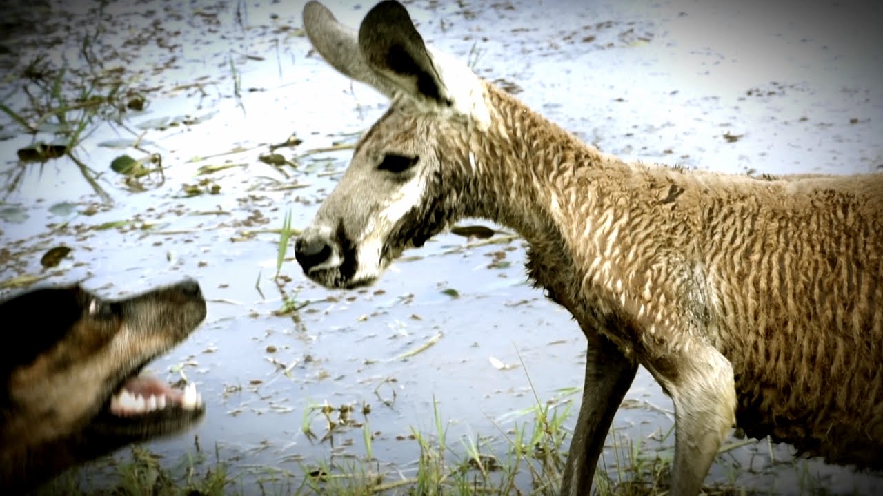 Kangaroo Tries to Drown Dog and Attacks The Owner - YouTube