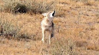 Three Coyotes Dropped On ONE STAND!! Epic Predator Hunt | #shorts