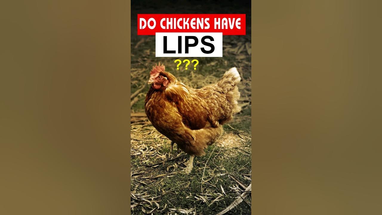 Do Chickens Have Lips? Chicken Facts YouTube