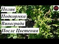 Полив Подкормка Винограда После Цветения