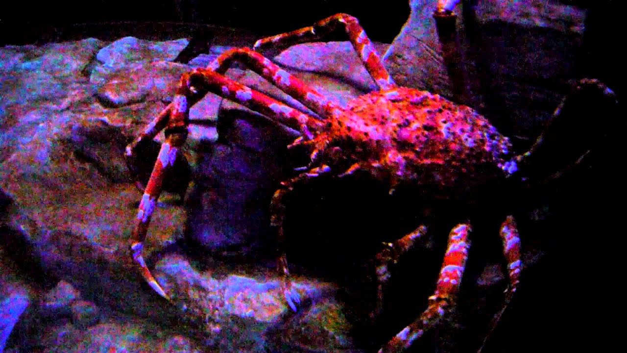 San Diego Sea life Aquarium Large Lobster and Japanese Crab YouTube