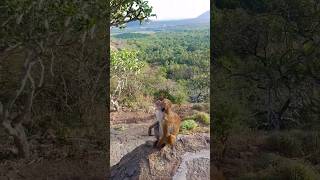 #dambulla #monkey #mountains #srilanka #shorts
