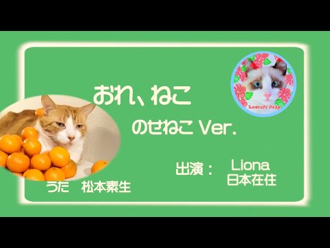 「おれ、ねこ」リオナ ✕ のせ猫 eテレ Hawaiian cat Liona