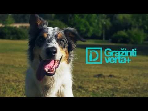 Video: Borderkolio šunų Veislė Hipoalerginė, Sveikatos Ir Gyvenimo Trukmė