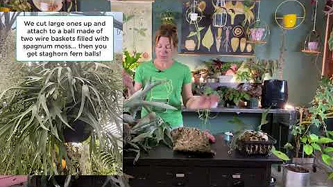 Growing and Dividing Staghorn Ferns