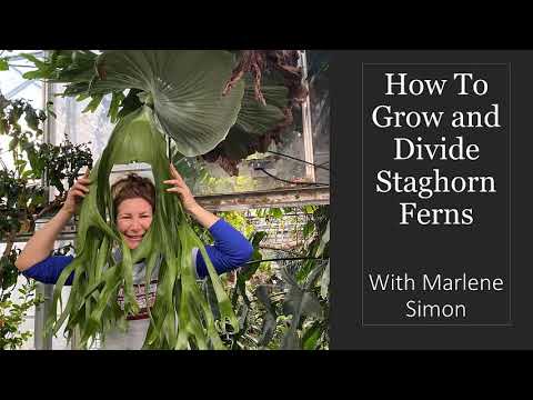 ვიდეო: Staghorn გვიმრა გამრავლება - Growing Staghorn Fern Plants