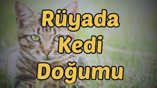 Rüyada Kedi Doğumu